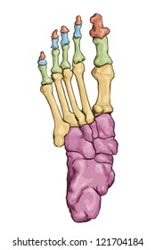 Foot. Plantar region. Anatomy of leg and foot human muscular and bones system