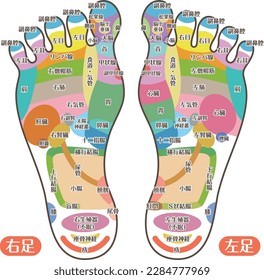 foot reflex area_B (color with letters)

There is a description of the name of the organ in Japanese.
Heart, liver, stomach, thyroid, small intestine, lymph gland, shoulder, knee, esophagus, etc.