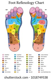 Foot Reflexology Chart Female