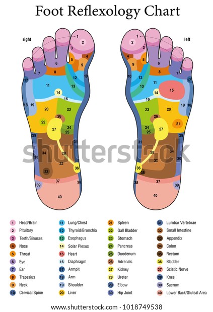 足の反射学 別の指圧や理学療法の治療法 色と領域を含むゾーンマッサージグラフ 内臓および体の部分の名前の番号と一覧 のベクター画像素材 ロイヤリティフリー