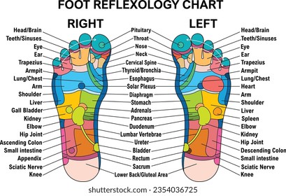 Gráfica de reflexología de los pies con descripción precisa de los órganos internos y partes del cuerpo correspondientes. Ilustración vectorial aislada sobre fondo blanco. EPS, formato 300dpi