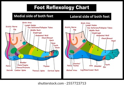 Foot reflexology chart with accurate description of the corresponding internal organs and body parts. Isolated vector illustration on white background. EPS, 300dpi format