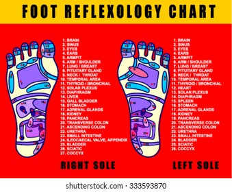 Foot reflexology chart with accurate description of the corresponding internal and body parts., VECTOR