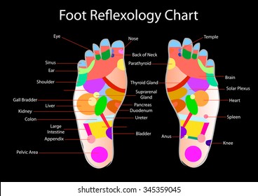 Foot reflexology chart with accurate description of the corresponding internal organs and body parts. Vector illustration over black background.
