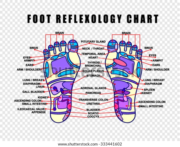 Foot Reflexology Chart Accurate Description Corresponding Stock Vector Royalty Free 333441602