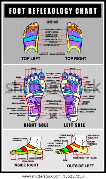 Foot Reflexology Chart Accurate Description Corresponding 스톡 벡터로열티 프리 335259233 