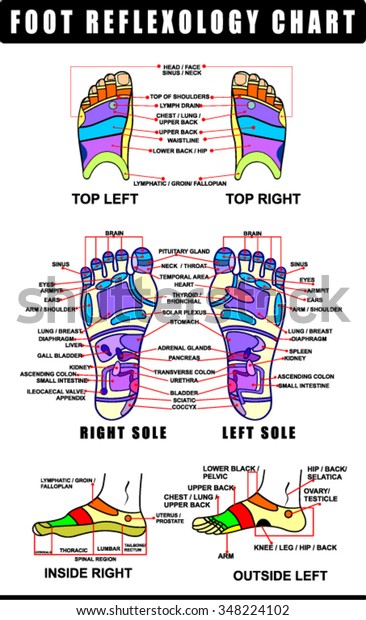 Foot Reflexology Chart Accurate Description Corresponding Stock Vector ...