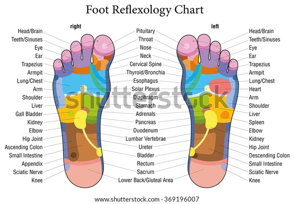 Foot reflexology chart with accurate
description of the corresponding internal organs and body parts.
Isolated vector illustration on white
background.