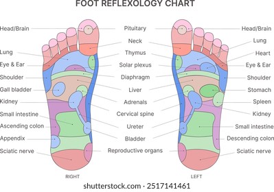 Gráfico de reflexologia do pé com descrição das partes internas e do corpo correspondentes. Ilustração vetorial