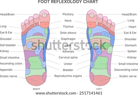 Foot reflexology chart with description of the corresponding internal and body parts. Vector illustration