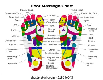 Foot reflexology chart with description of the internal organs and body parts. Vector illustration . anatomy