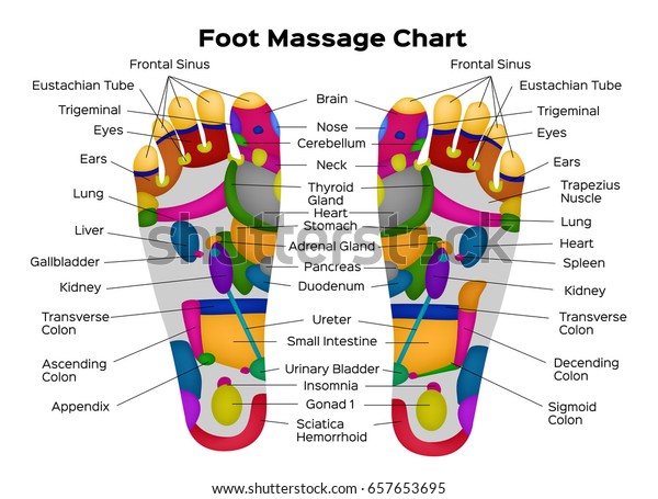 内臓と体の部分の説明を含む足の反射学図 ベクターイラスト 解剖学 のベクター画像素材 ロイヤリティフリー