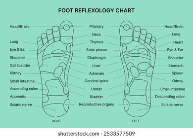 Gráfico de reflexologia do pé com descrição. Ilustração vetorial