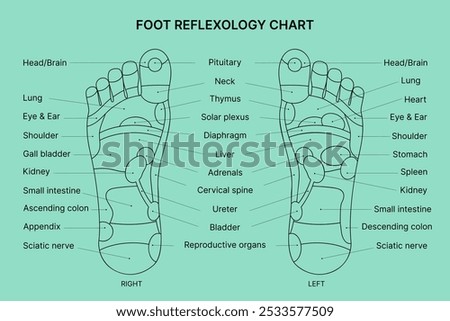 Foot reflexology chart with description. Vector illustration