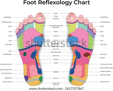 Foot Reflexology Chart Design Vector Illustration