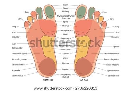 Foot Reflexology Chart With Human Organ Labels