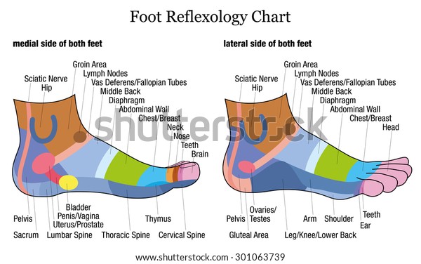 Foot Reflexology Chart Medialinside Lateraloutside View Stock Vector ...