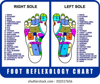 FOOT REFLEXOLOGY CHART, vector