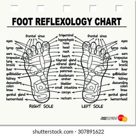 Foot reflexology chart . Vector illustration