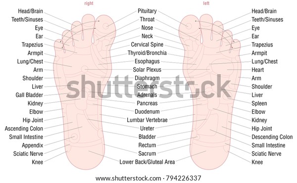 Foot Reflexology Organ Chart
