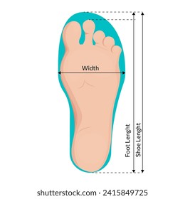 Foot size measurements vector illustration design.