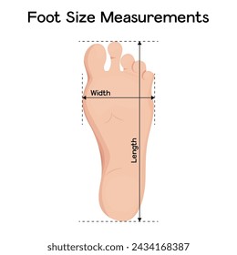 Tamaño del pie medidas ilustración vectorial diseño. Longitud y anchura del paso en la regla