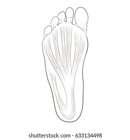 Foot sole illustration for biomechanics, footwear, shoe concepts, medical, health, massage and spa centers etc. Plantar fascia, aponeurosis. Monochrome vector contour isolated on white.