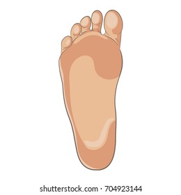 Foot sole illustration for biomechanics, footwear, shoe concepts, medical, health, massage, spa, acupuncture centers. Realistic cartoon style, colored with skin tones. Vector isolated on white.