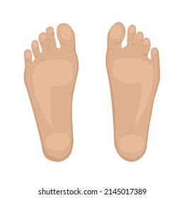 Foot Sole vector Human organs digital design graphic 2d hd illustration