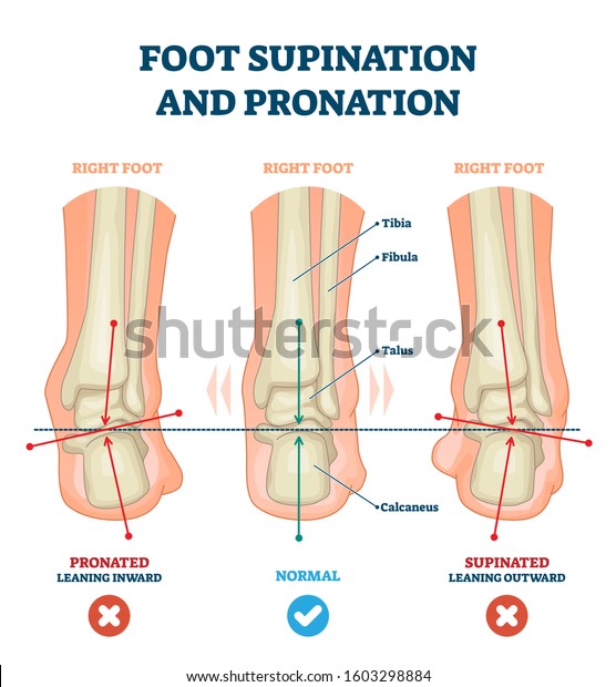 feet pronation and supination