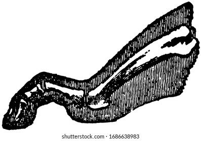 The Foot is that part of the lower extremity below the leg on which we stand and walk, vintage line drawing or engraving illustration.