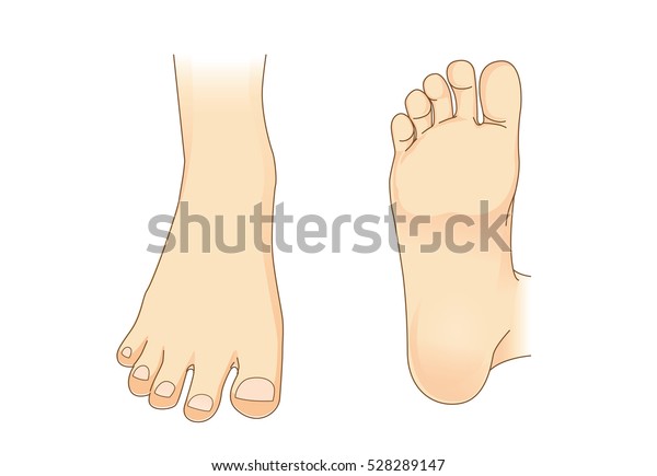 側面図と足の下部の足のベクトル フットケアに関するイラスト のベクター画像素材 ロイヤリティフリー