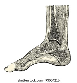 Foot - vintage engraved illustration - "Manuel des hospitalière et des garde-malaldes"  edited by  Librairie Poussielgue - Paris 1907