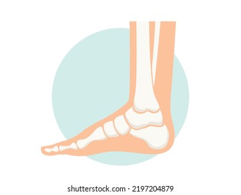 Foot with x-ray bones illustration