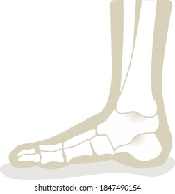 Foot with x-ray bones and podiatry profession icon flat style