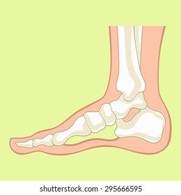 Foot x-ray. Vector flat illustration