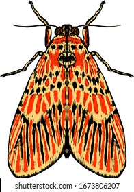 A Footman Moth insect with colorful pattern wing. Hand drawn vector illustration.
