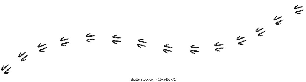 Footpath trail of kangaroo over white background. Vector illustration