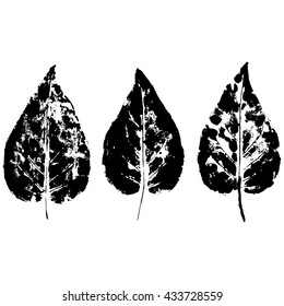 footprint leaves from trees and shrubs Isolated on background .