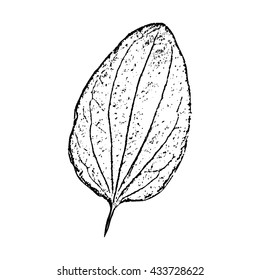 footprint leaves from trees and shrubs Isolated on background .