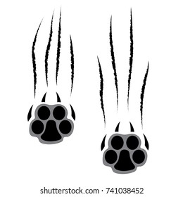 Footprints of a big cat. Panther or tiger traces