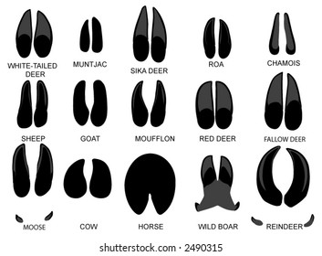 Footprints of European hoofed animals. Each two paths: grey is deep, black is not.