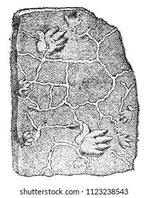 Footprints of a labyrinthodon, in the coal sandstone, vintage engraved illustration. From Natural Creation and Living Beings.

