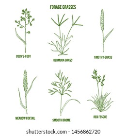 Forage grasses set. Hand drawn vector illustration