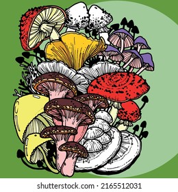 Foraging cluster of assorted wild mushroom hand drawn illustration 