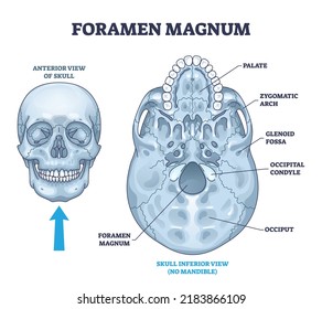 Foramen magnum skeletal bone hole in human skull anatomy outline diagram. Labeled educational scheme with inferior palate, zygomatic arch, glenoid fossa or occipital condyle view vector illustration