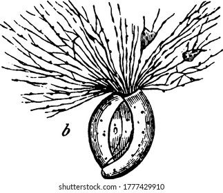 Foraminifera es miembro de un filo o clase de protistas amoeboides, dibujo vintage de líneas o ilustración de grabado
