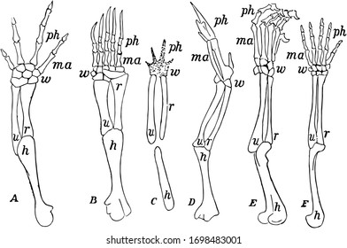 Fore Limbs High Res Stock Images Shutterstock