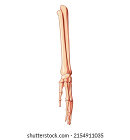 Forearms Skeleton Human front Anterior ventral view. Ulna, radius, hand, carpals, wrist, metacarpals. 3D Anatomically correct realistic flat concept Vector illustration isolated on white background