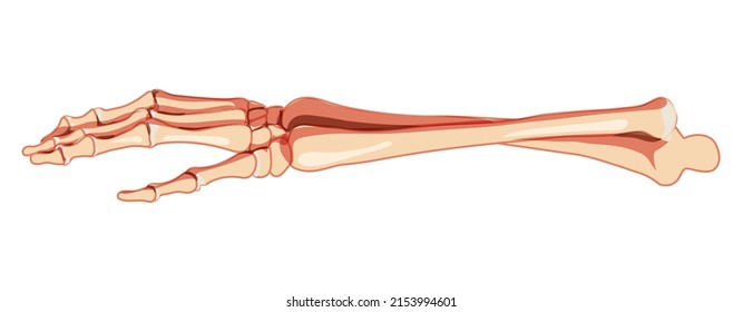 Forearms Skeleton Human front view. Set of ulna, radius, hand, carpals wrist, metacarpals, phalanges 3D realistic flat natural color concept Vector illustration of anatomy isolated on white background